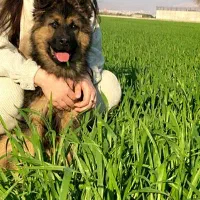 ژرمن شپرد شولاین موبلند اورجینال