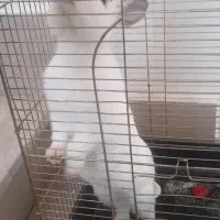 خرگوش