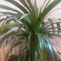 پاندانوس با پاجوش و زیبا