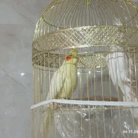 عروس هلندی|پرنده|ایرانشهر, |دیوار