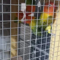 طوطی برزیلی