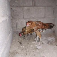 دوتا جوجه خروس درجه یک محلی|حیوانات مزرعه|بندرعباس, |دیوار