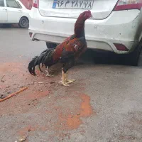 خروس لاری با مرغ جوان
