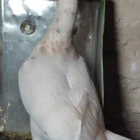 12 کبوتر|پرنده|تایباد, |دیوار