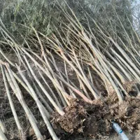 با قیمت مناسب بخر|خدمات باغبانی و درختکاری|پیرانشهر, |دیوار