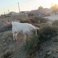 بز گلابی اصل|حیوانات مزرعه|هیرمند, |دیوار