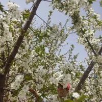 باغ ده ساله|فروش زمین و ملک کلنگی|هیر, |دیوار