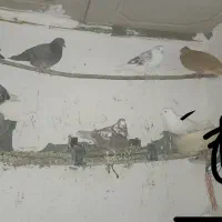 کفتر.کبوتر|پرنده|ساروق, |دیوار