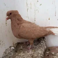 ماده زرد دم سفید عتیقه کلاهی خال مشکی شمک زیرو