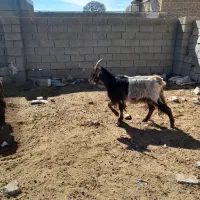 دوراس بز کهره دار|حیوانات مزرعه|مرودشت, رامجرد یک|دیوار