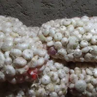 پیاز ولایتی سفید