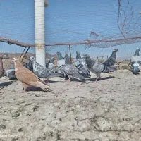 22کفتر پرشی