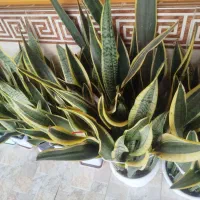 گل طبیعی|گل و گیاه طبیعی|خمام, |دیوار