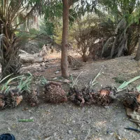پاجوش خرمای برحی اصل ارائه تعهدمعتبرثبتی|گل و گیاه طبیعی|بهبهان, |دیوار