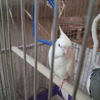 یک جفت عروس هلندی جوان (مولد)