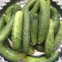 خیار محلی آبدار و سبز و قلمی تحویل در رودسر