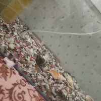 آکواریوم و حلزون|ماهی|صحنه, |دیوار