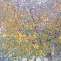 مغازه یا انباری|اجارهٔ مغازه و غرفه|سراب, |دیوار