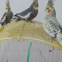 عروس هلندی