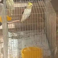 یک جفت عروس هلندی باقیست آشیونه کامل