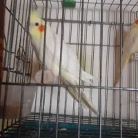 عروس هلندی