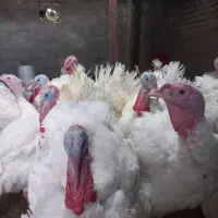 فروش بوقلمون گوشتی صددرصد ارگانیک