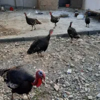 تعدادی بوقلمون نر و ماده و کرچ