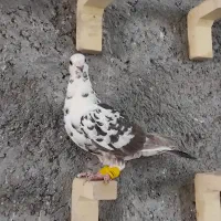 کبوتر ماده پلاکی