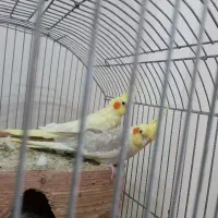 جفت عروس هلندی