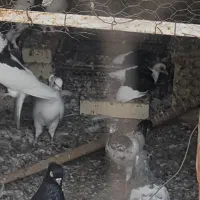 دزدیده شده|حیوانات|بندرعباس, |دیوار