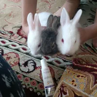 بچه خرگوش  ۳ماهه