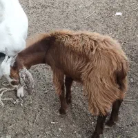 شنک نر