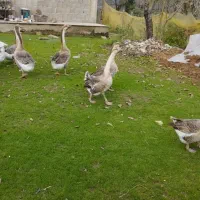 قو غاز سالم نر۱۴۰۰.    ماده ۱۳۰۰خودتون انتخاب کنید|حیوانات مزرعه|فومن, |دیوار