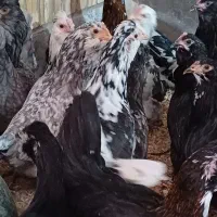 تخم مرغ گلین نطفه دار|حیوانات مزرعه|نجف‌آباد, مزرعه طالب|دیوار