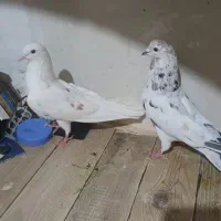 کبوتر پرشی دونسته
