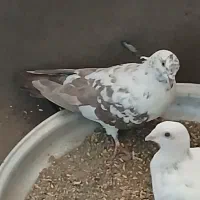 کفتر سفید|پرنده|محمدشهر, شهرک پیام (مهرالبرز)|دیوار