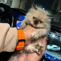 جشنواره فروش بچه گربه هیمالین اصل|گربه|گرمدره, |دیوار