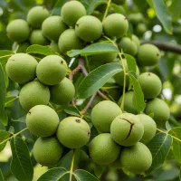 نهال گردو چندلر دیرگل، مقاوم به سرما و یخبندان
