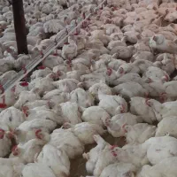 کارگر مرغداری