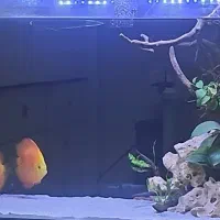 آکواریوم|ماهی|ری, دیلمان|دیوار