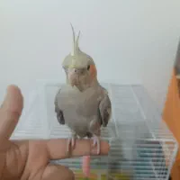 گمشده|حیوانات|تهران, مسعودیه|دیوار