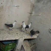 کفتر جون سالم