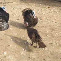 تخم بوقلمون