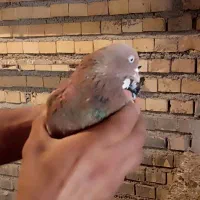 کبوتر|پرنده|خرمشهر, |دیوار