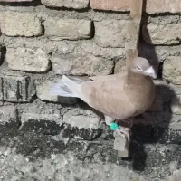 پلاکی|پرنده|شیراز, کوشک میدان|دیوار