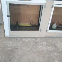 قفس پرنده گان|لوازم جانبی حیوانات|سلماس, |دیوار