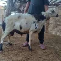 با سلام یک راس کوعه قورچ|حیوانات مزرعه|بروجرد, |دیوار