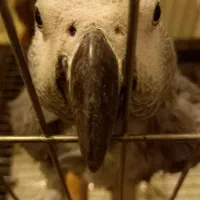 کاسکو نر ۹ ساله رام ۲۰۰ کلام به بالا