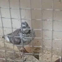 کبوتر|پرنده|اطاقور, |دیوار