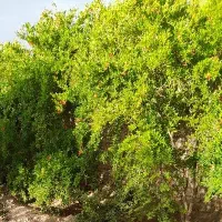 خانه باغ